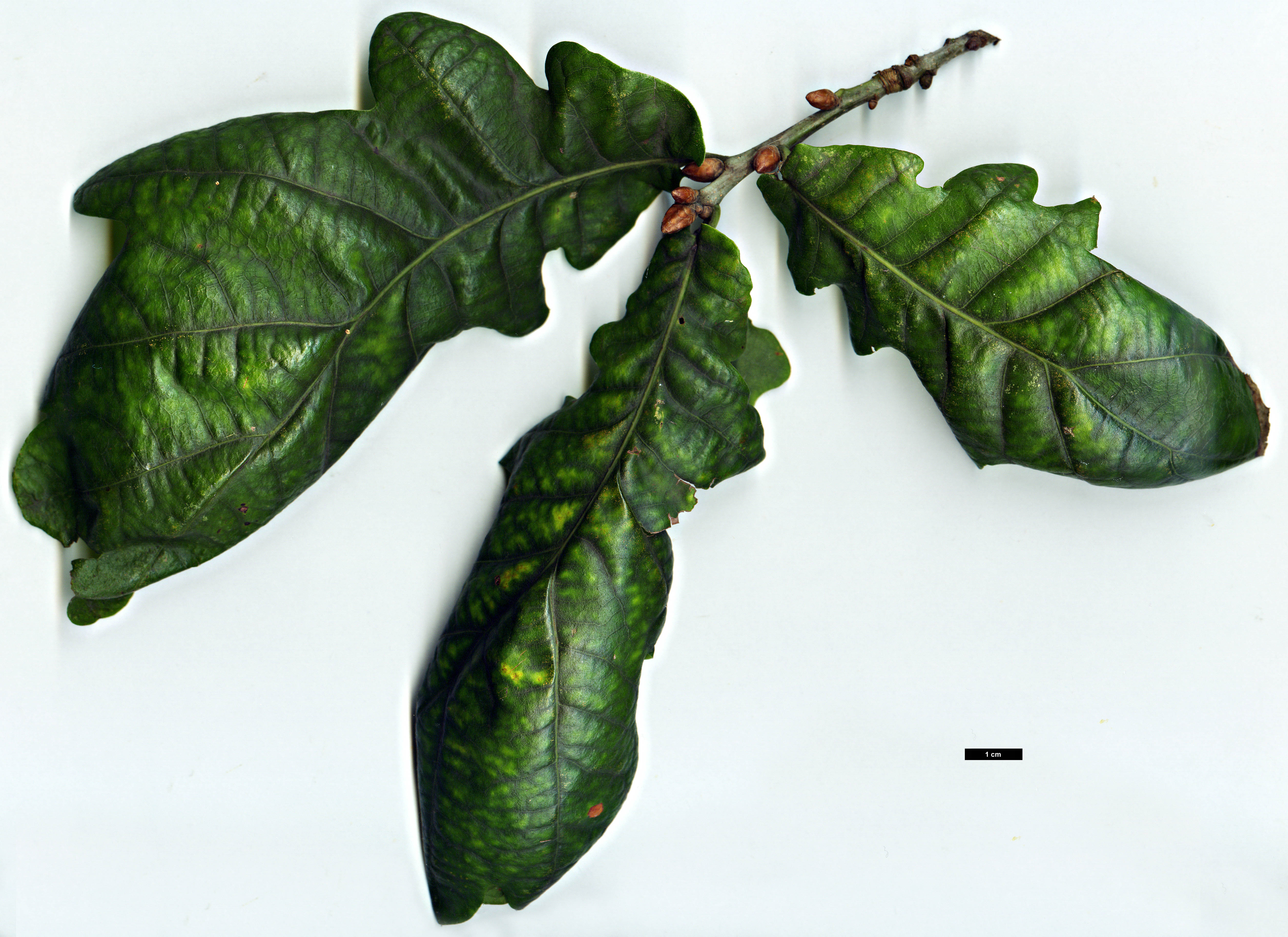 High resolution image: Family: Fagaceae - Genus: Quercus - Taxon: robur - SpeciesSub: Heterophylla Group 'Cucullata'